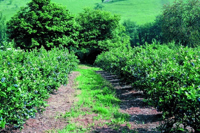 Bluetta, 11º año de plantación, 9ª cosecha. ción comercial para los años 1996-1999, en los que ya se contempla la plena producción, sobresalieron Ivanhoe y Berkeley.