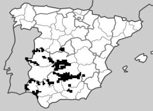 Figura 1 Área estimada de presencia de lince ibérico Lynx pardinus en la década de los 80 (modificado de Rodríguez y Delibes, 1988) 18 Seguimiento y estatus del Lince Ibérico en España.