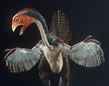 Caudipteryx Caudipteryx: Descubierto alrededor de 1998 este curioso ejemplar de