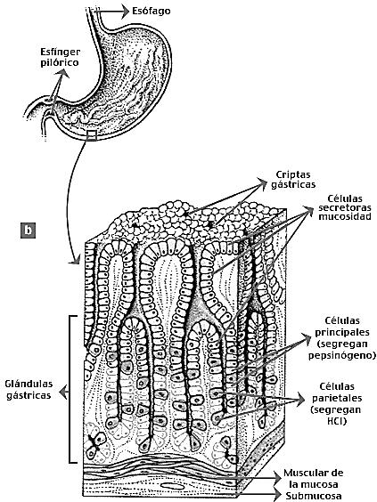 Los movimientos peristálticos son movimientos coordinados de relajación y contracción de arriba hacia debajo, de los músculos que forman parte de las paredes de los órganos del tubo digestivo.