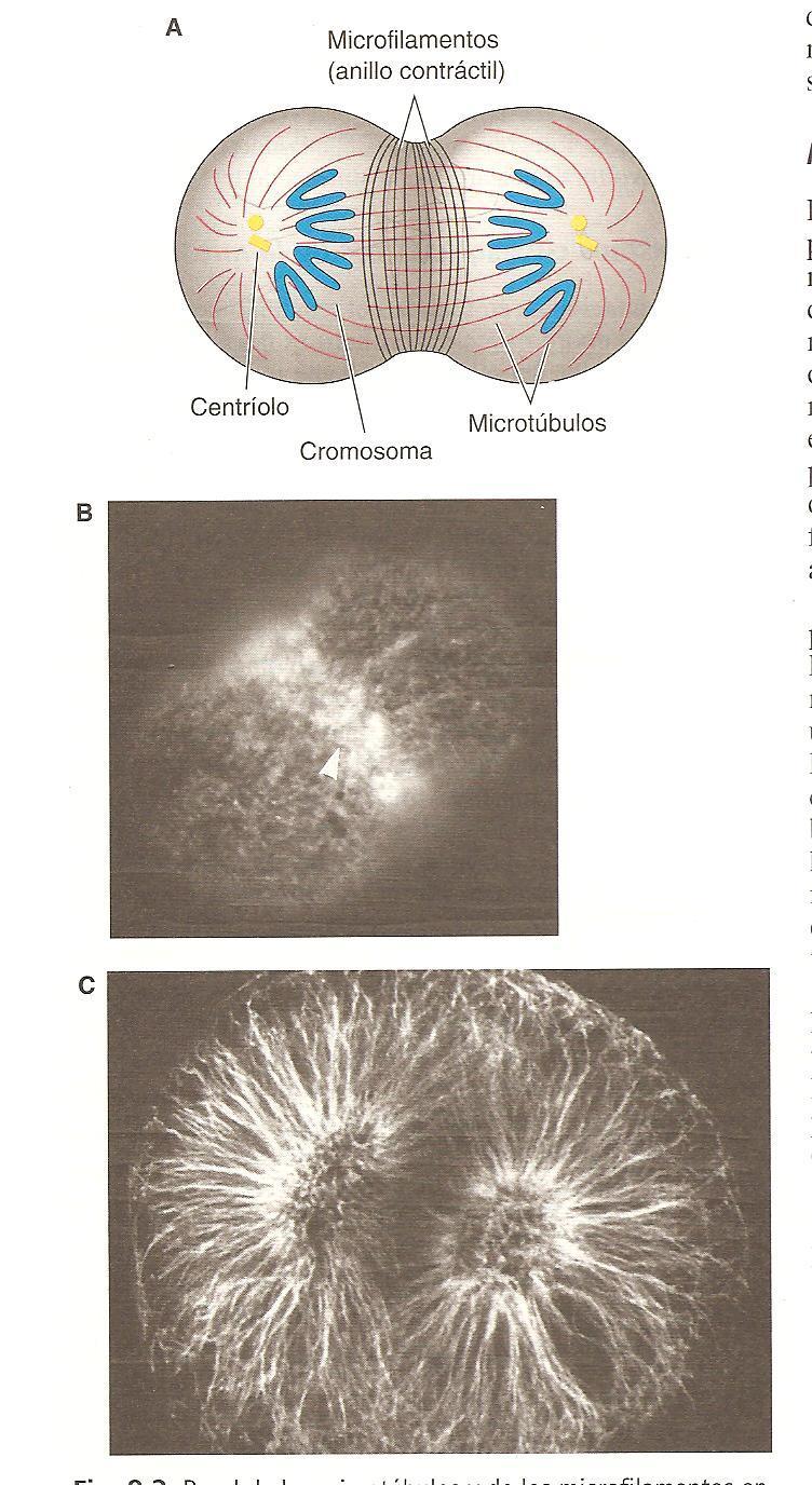 Cariocinesis y citocinesis La segmentación es el resultado de dos procesos coordinados El primero es la cariocinesis: división mitótica del núcleo.