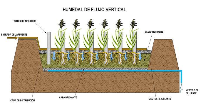 De flujo vertical: El agua entra por la parte superior a pulsos y circula en sentido vertical atravesando el medio filtrante con las raíces de las plantas y la biopelícula bacteriana adherida.