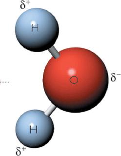 En el agua existen también los productos resultantes de la disociación de algunas de sus moléculas: el ión H 3 O + y el OH -.