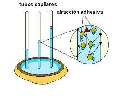 como: La función estructural, responsable de: - Los fenómenos de capilaridad, que permite la ascensión de la savia a través de finísimos conductos que forman los vasos leñosos en las