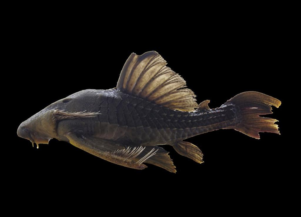 org] [8] versión 0/06 58 Oreochromis niloticus 59