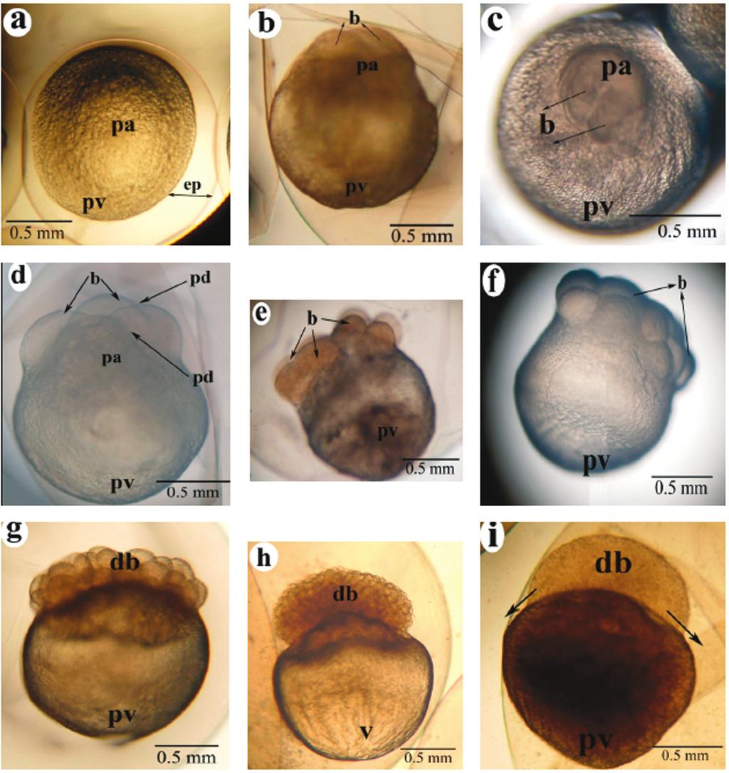 Fig. 2. Desarrollo embrionario de Piaractus brachypomus (Cachama).