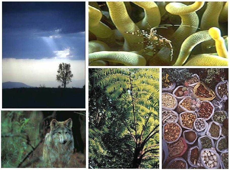 Biodiversidad: Es la amplia variedad de seres vivos