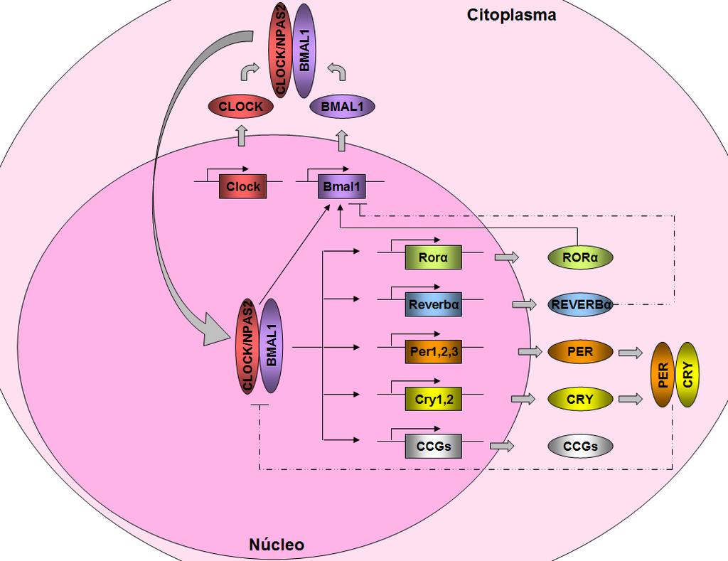 Introducción Figura 2. Maquinaria molecular del reloj circadiano. Los elementos positivos CLOCK y BMAL1 heteromerizan en el citoplasma, formando un complejo proteico.