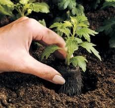 Cuando y como trasplantar Plantas en semillero por 3-6 semanas Trasplante cuando el tamaño de la plántula es igual al del recipiente contenedor o éstas tengan entre 3 y 5 hojas verdaderas Suspender