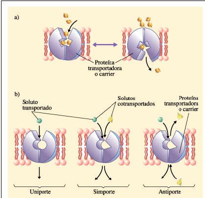 Proteínas de transporte Proteínas transportadoras o "carrier : altamente selectivas y la configuración de la proteína