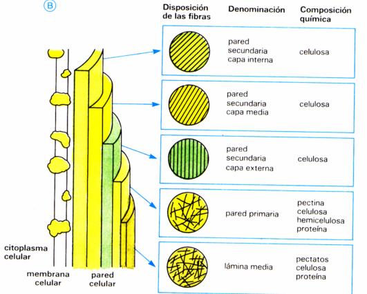 Distinción fundamental entre las células animales y vegetales: Pared celular