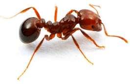 3. Castas Las hormigas están dividas en tres castas: Obreras