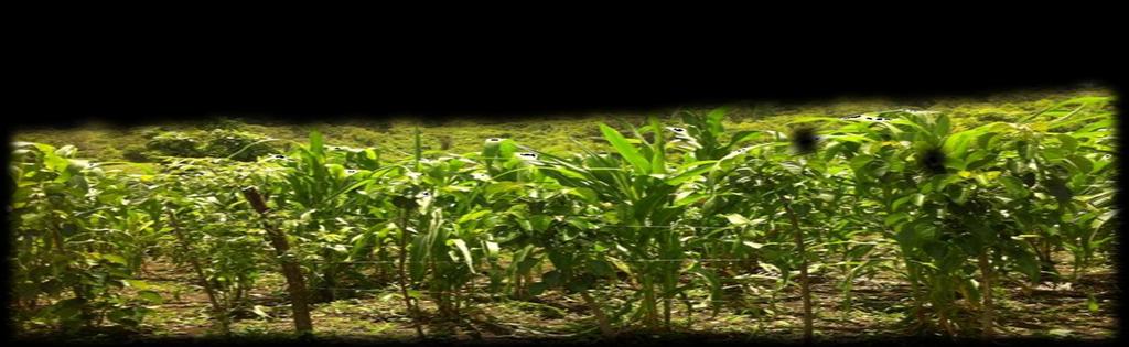 1 INTRODUCCIÓN Para el año agrícola 2015/2016 (de mayo a abril) se estimó una producción de maíz de 40.9 millones de quintales, de los cuales 36.8 millones corresponden a maíz blanco.