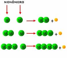 Sin embargo, en este caso existe otro producto formado por parte del monómero que corresponde al residuo de la reacción.