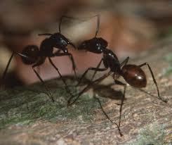 3/ Las hormigas. Cómo las bautiza el narrador? Cómo actúan las hormigas respecto al lugar y a Benincasa?