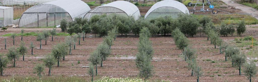 Desarrollo de olivos Arbequina y Picual