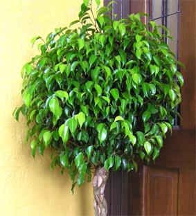 Ficus (ficus benjamina) Hay muchas variedades de este arbusto de tamaño medio con hojas muy anchas y