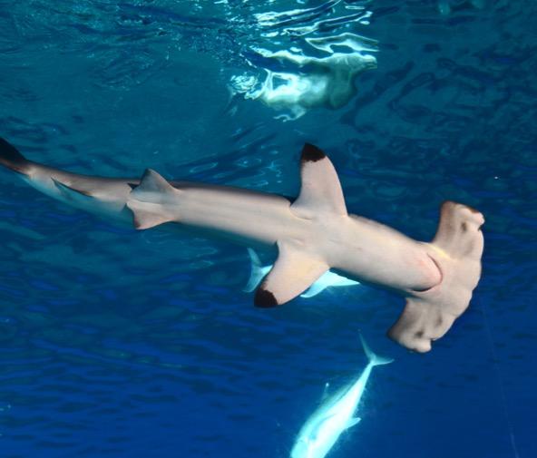 Tiburones Actuales Prácticamente el resto de