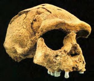 000 años en Asia, por tanto convivieron con Homo