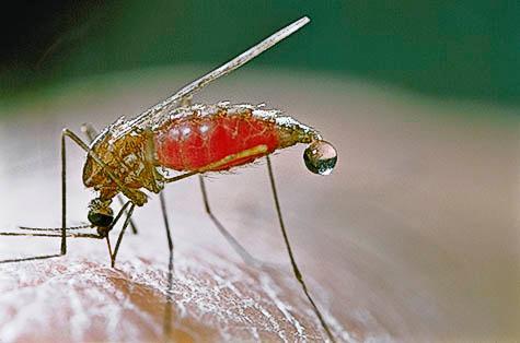 Especies incriminadas en la Transmisión de malaria A. albimanus: Es el más ampliamente distribuido.