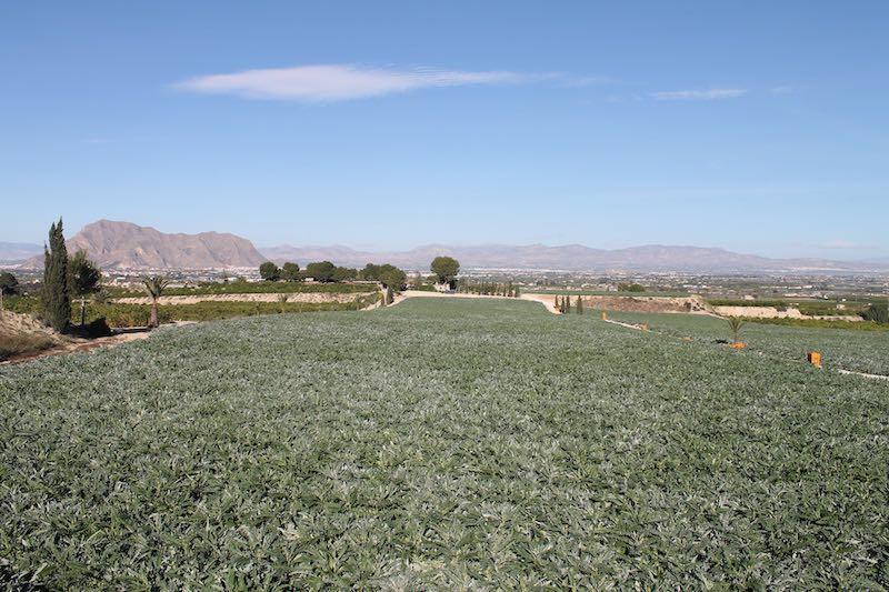 LA ALCACHOFA EN LA COMARCA DE LA VEGA BAJA La alcachofa es uno de los cultivos más importantes de la comarca. En la Vega Baja se producen más de 25.000 toneladas por campaña.