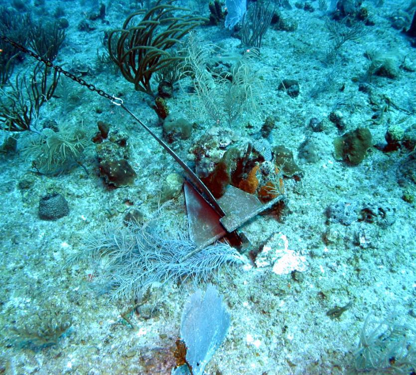 Estado de los arrecifes de coral en PR Pérdida de estructura física y diversidad biológica. Acropora palmata y A. cervicornis clasificadas como amenazadas.