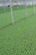 O) Fertilización (g/l) 1,3 1,5 Microelementos extra Agente humectante Estructura extra fina extra fina extra fina Uso recomendado Semilleros de tabaco y planta hortícola