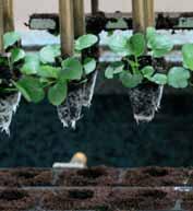 Reproducción / sustratos de siembra Para todos los sistemas de cultivo Planta joven y sana por siembra directa o esquejado Sustrato