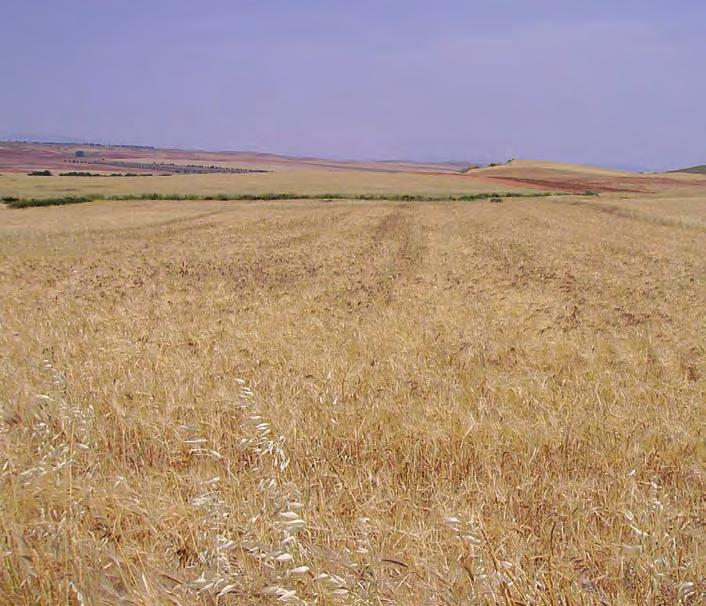 NUTRICIÓN Y SANIDAD VEGETAL LUCHA QUÍMICA Herbicidas en cereales Juan Pablo del Monte Dpto. Producción Vegetal: Botánica y Protección Vegetal.