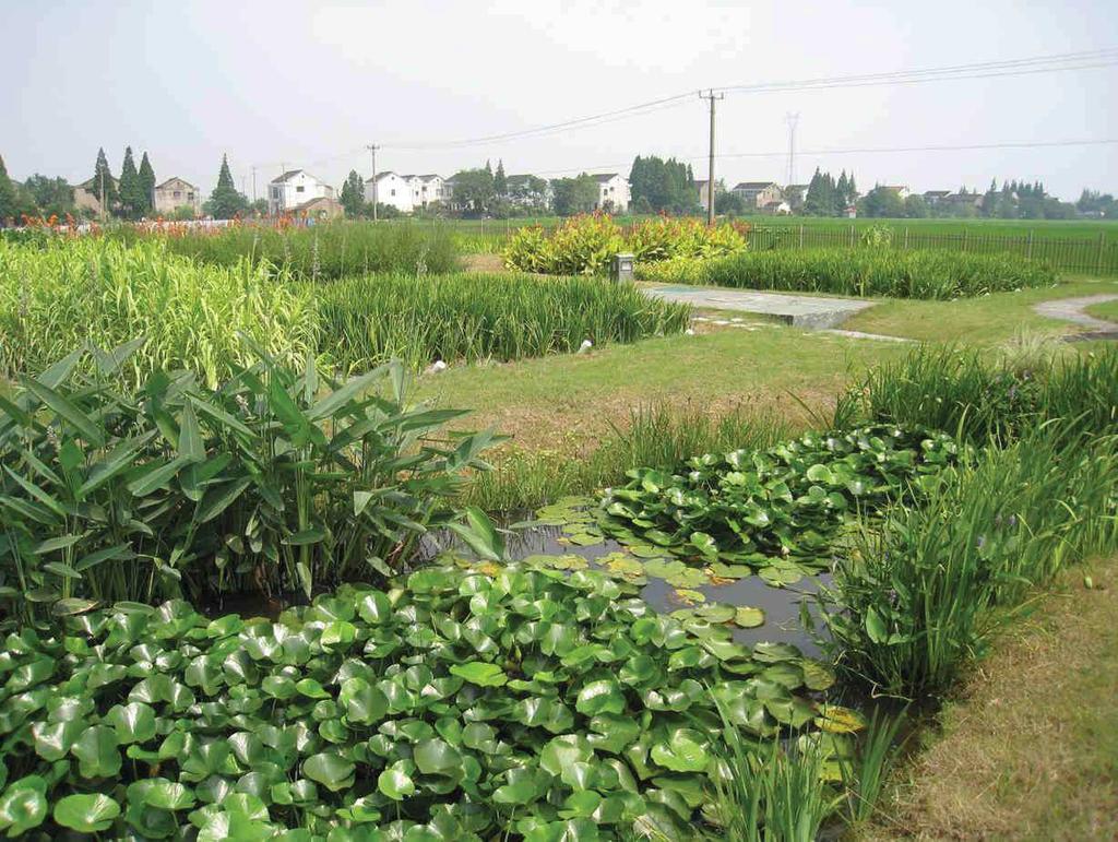 Sistema humedal artificial en Isla del rio Yangtz Isla Shuangshan en Yangtze River Tratamiento de humedal (Zhangjiagang, Provincia Jiangsu, China) Propietario: Gobierno local de comunidad,