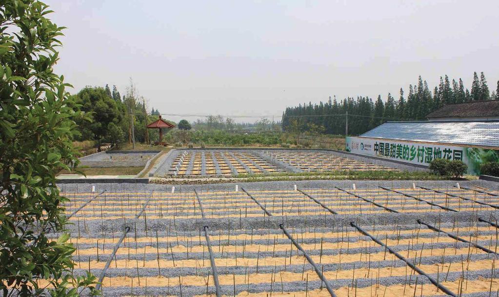 Humedales artificiales en comunidad Jiangxiang Tratamiento de humedales Jiangxiand Changshu, Provencia Jiangsu, China.
