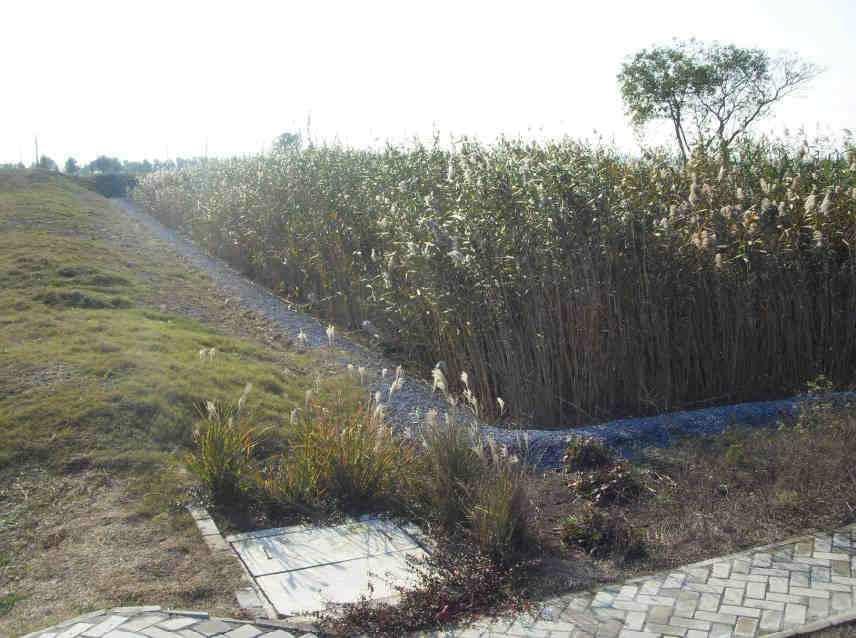 Humedal artificial en la comunidad Xiyang en Suzhou, China Isla ecologica Lotus Tratamiento de humedal Yangchen Lake, Suzhou Comunidad Xiyang Propietario: Gobierno local, Provincia Jiangsu, China