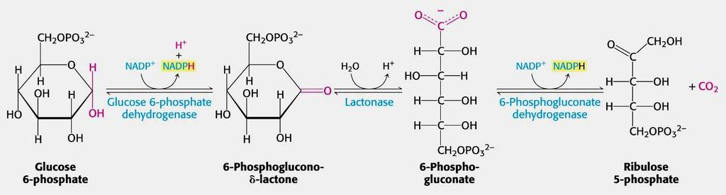 RUTA DE LAS PENTOSAS-P FASE 1: oxidativa: SÍNTESIS DE NADPH La glucosa-6-p: se oxida (1) y se descarboxila (2) La descarboxilación genera una pentosa: ribulosa-5-p 2 NADP+ se reducen a 2 NADPH + H+