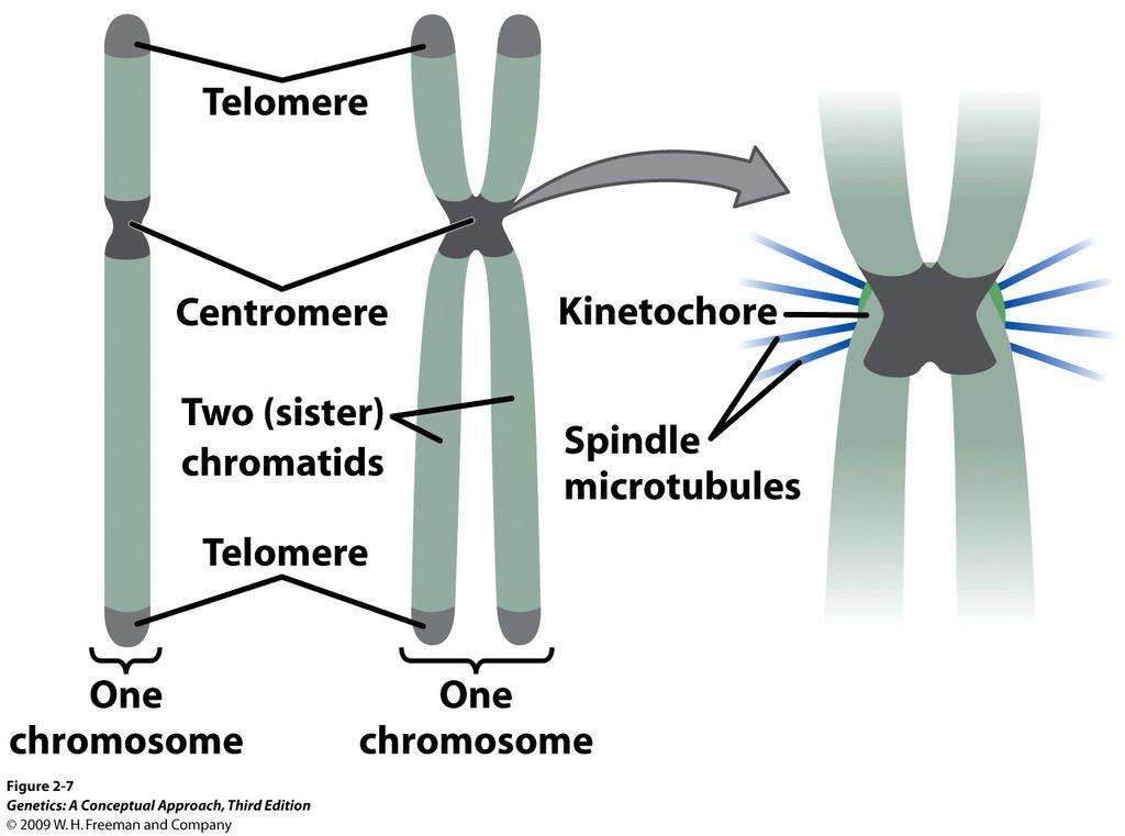 Estructura cromosómica