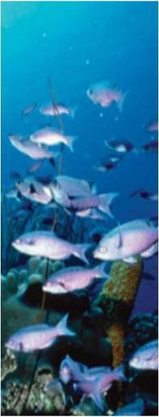 Biológica del Ministerio del Ambiente 09:50 Horas Charlas: Importancia del mar y la riqueza pesquera IMARPE Buenas