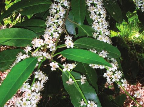 RIBERAS ARBÓREAS 229 El loro Este táxon (Prunus lusitanica) incluye tres subespecies, lusitanica, hixa (Willd.) Franco y azorica (Mouill.