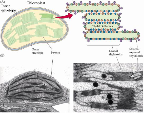 Photosynthesis occurs in chloroplasts