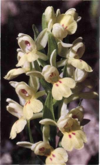 Dactylorhiza insularís (Sommier) Landwehr, Die orchidée 20:128 1969) = Orchis insularís Sommier = D. sambucina subsp.