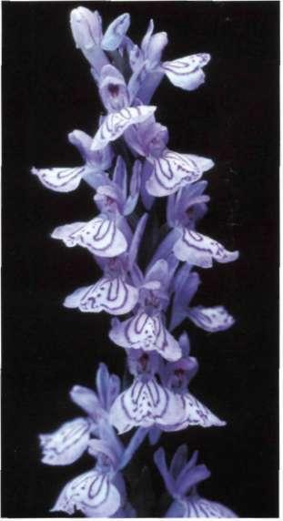 Dactylorhiza maculata (L.) Soó, Nom. Nov. Gen. Dactylorhiza: 7 (1962) = Orchis maculata L.