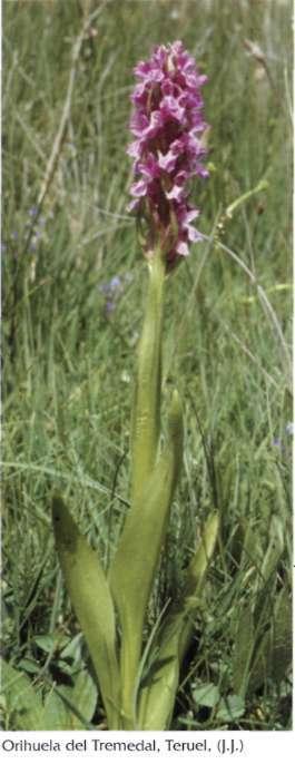 Descripción: Hábito: planta verde, grácil, a veces vigorosa; tallo sólido, delgado, estriado, de 20-60 cm, con 4-10 hojas.