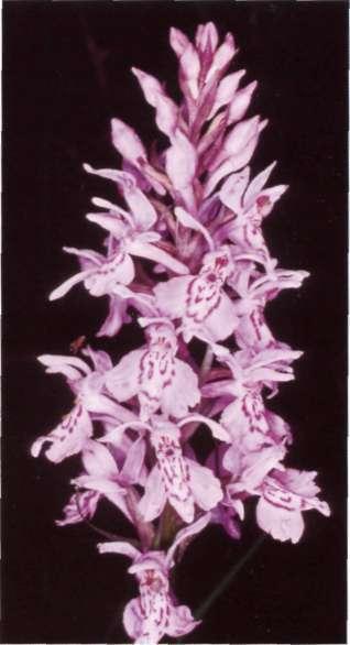 Dactylorhiza fuchsii (Druce) Soó, Nom. Nov. Gen. Dactylorhiza: 7 (1962) = Orchis Fuchsii Druce = D. maculata subsp. fuchsii (Druce) Hylander D. maculata auct., non L.