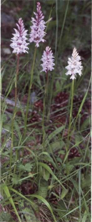 Descripción: Hábito-, planta verde, grácil, con tallo de 20-60 cm, generalmente sólido, acanalado y, a veces, ligeramente teñido de violeta.
