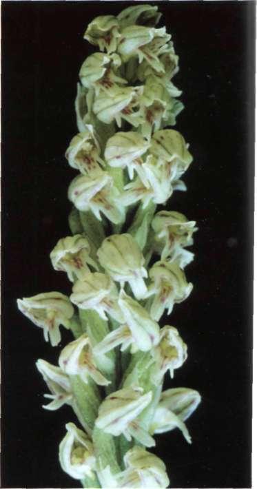 Neotinea maculata (Desf.) Stearn in Ann. Mus. Goulandris 2: 79 (1974) = Satyríum maculatum Desf. = Orchis intacta Link = Neotinea intacta (Link) Rchb. fil.