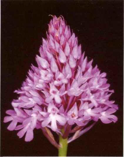 1817) Anacamptis pyramidalis tu LCM. Richard. Orchid. Eur. Annot.: 33 Orchis pyramidalis L. Aceras pyramidale (L.) Rchb.