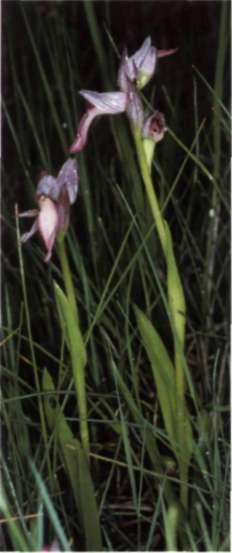 Descripción: Hábito: planta glabra, con tallo erecto de 10-35 cm, delgado, cilindrico, de color verde pálido, a menudo estriado de púrpura en la base.