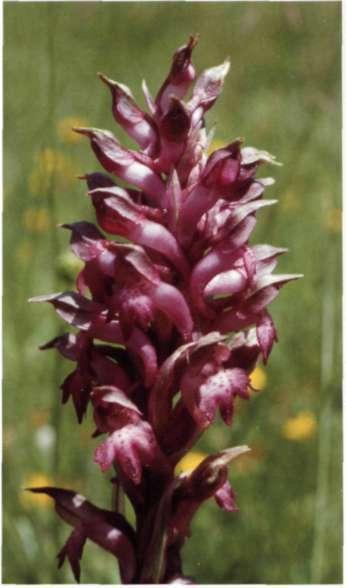 Orchis coríophora L., s P. PL: 940 (1753) subsp. martrínii (Timb.-Lagr.) Nyman, Consp.: 691 (1882) = O. martrinii Timb.-Lagr. Vistabella del Maestrat, Castelló.