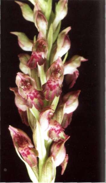 Orchis fragrans Pollini, Elem. Bot. Comp. 2: 155 (1811) = O. coriophora subsp. fragrans (Pollini) Sudre Etimología: del latín fragrans (perfumado), en alusión al olor agradable de las flores.