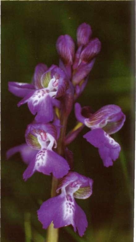 Orchis morío L, sp. PI. : 940 (i 753) Etimología: DELFORGE (1995a: 233) relaciona el nombre con el latín morio (bufón, payaso), nombre dado al parecer a esta orquídea durante el Renacimiento.
