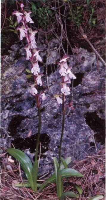 Espolón pequeño, blanquecino o rosado, de 5-9 mm de largo y 3-4 mm en su boca, más o menos perpendicular al labelo y la mitad que él. Floración: desde mayo a junio.