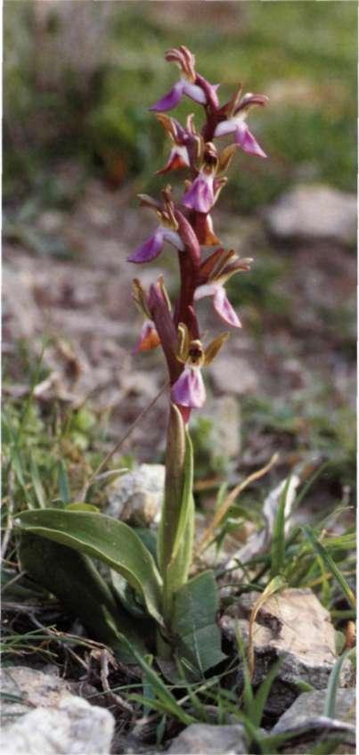 Orchis collina Banks &. Solander ex A. Russell, An. Nat. Hist. Aleppo, ed. 2/2: 264 (1794) = O. saccata Ten.